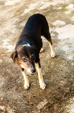 Black, Brown And White Dog Looking
