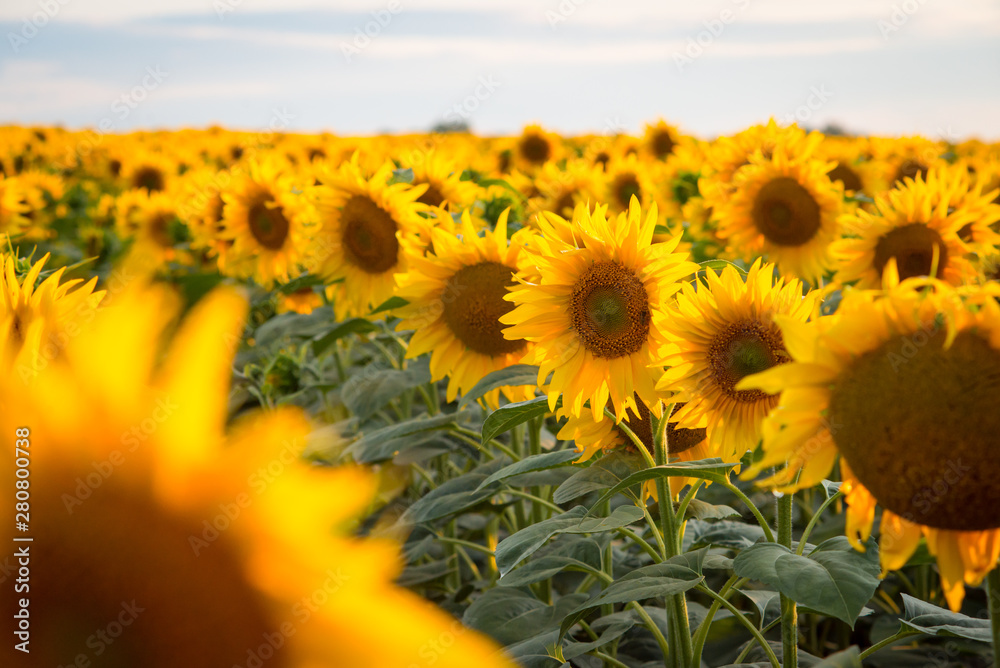 Poster Sunflowers growing in rows in the farmer`s field in summer