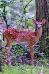 Fawn deer