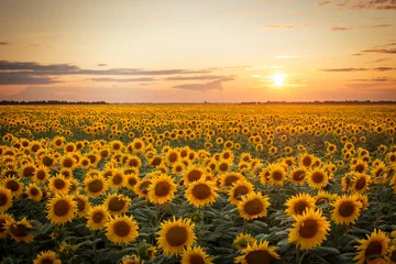 Fototapeten Beautiful sunset over big golden sunflower field in the countryside © Vitalii