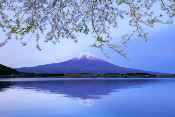 富士山と満開の桜、静岡県富士宮市田貫湖にて