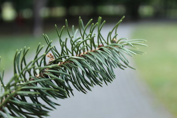 Naklejka na ściany i meble pine or Christmas tree branch