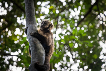 Capuchin Monkey