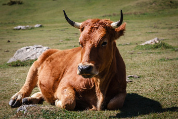 A big cow lying on the ground in the Picos de Europa
