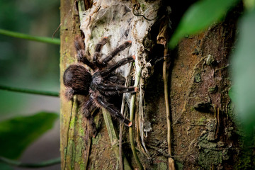tarantula in the jungle