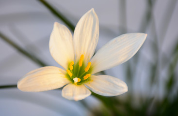 Delicate white-yellow flower of room daffodil zefirantes close-up