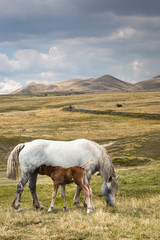 Obraz premium Campo Imperatore is a mountain grassland or alpine meadow located above Gran Sasso massif, the largest plateau of Apennine ridge. Known as 