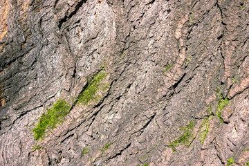 Moss covered Old Wood texture background. Texture of tree bark with green plants.