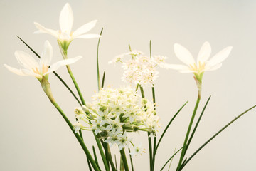 Arrangement of blooming zephyranthes, white allium and cilantro flower on a white background
