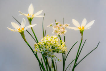 Three flowers of zephyranthes, allium and blooming coriander on a light background
