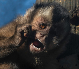 A capuchin monkey chewing a twig and showing its perfect human like teeth. 