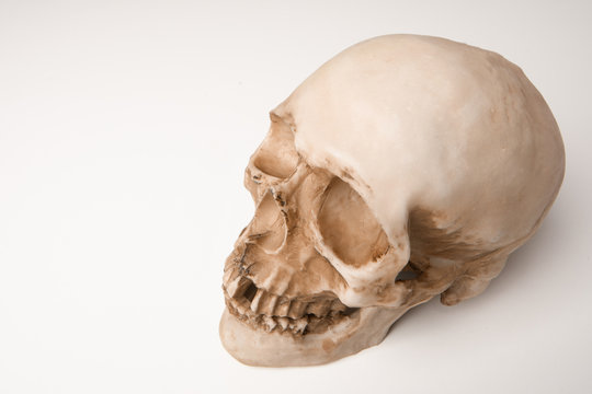 Human skull. Human anatomy. Skeleton. Skull on a white background. The symbol of death.