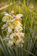 Beautiful yucca blooms in evening light, Colorado