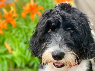 dog portrait in front of flowers 