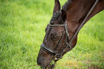 Delicious meal for a young stallion male