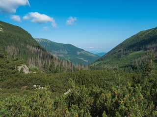Obraz premium Beautiful mountain valley Smutna dolina with spruce tree forest, dwarf scrub pine and green mountain peaks. Western Tatras mountains, Rohace Slovakia, summer, blue sky background