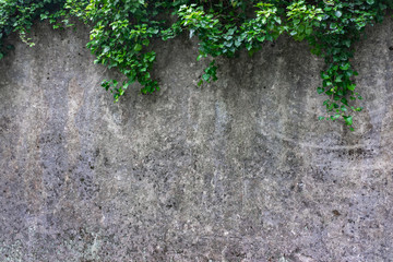 grunge wall background with foliage