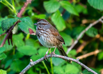 A banded song sparrow in the woods near Ashland, Oregon