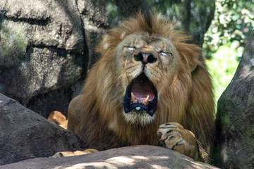 Naklejka premium The lion is a species in the family Felidae; it is a muscular, deep-chested cat with a short, rounded head, a reduced neck and round ears, and a hairy tuft at the end of its tail.