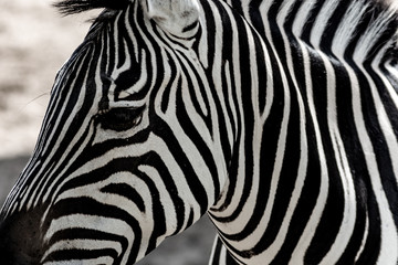 Fototapeta na wymiar Zebras are several species of African equids united by their distinctive black-and-white striped coats. Their stripes come in different patterns, unique to each individual.