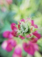 Plantas y Flores de temporada 