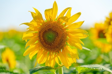 sunflower flower summer yellow 