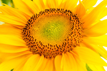 Bright yellow sunflowers in full bloom  in garden for oil improves skin health and promote cell regeneration