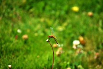 Libélula roja en pradera verde señal autorrealización