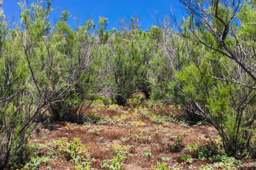 Fototapeta premium Linosa Island near Lampedusa Island Sicily Italy - Volcanic island with plants and flowers and old fisherman village.
