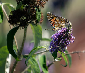 Schmetterling trinkt auf Sommerflieder