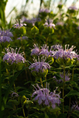 Obraz premium Summer wildflowers