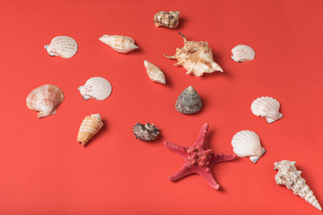 Variety of seashells on the background of living coral. Flat lay. Marine concept