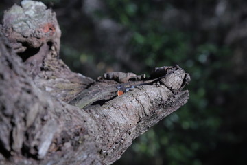 lizard on the tree 