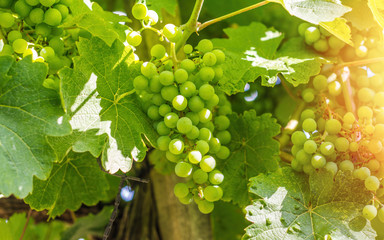 White wine grapes in the vineyard, toned