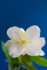青背景の白い花
