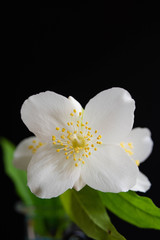 Fototapeta na wymiar 黒背景の白い花