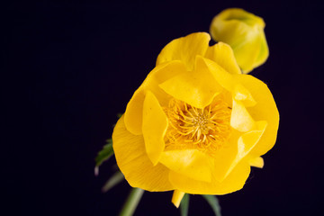 黒背景の黄色い花
