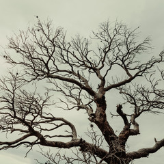 Fototapeta na wymiar Dead tree in the forest