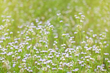 Obraz na płótnie Canvas Beautiful wild flowers in meadow with morning sunlight background. Selective focus, blurred background.