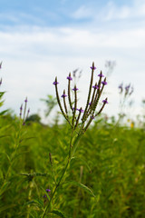 Obraz premium Purple Vervain Flowers