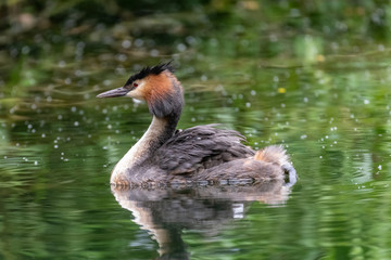 Great Crested Grebe (Podiceps cristatus) carrying a chick on its