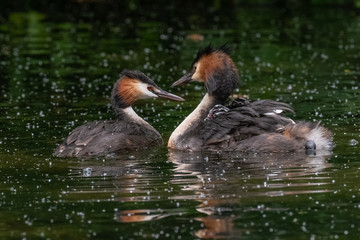 Great Crested Grebe (Podiceps cristatus) carrying a chick on its