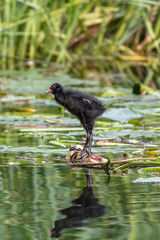Common Moorhen Chick (Gallinula chloropus)