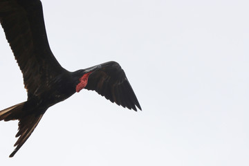 A magnificent frigate bird,Fregata magnificens, flying with his red keelsack visible
