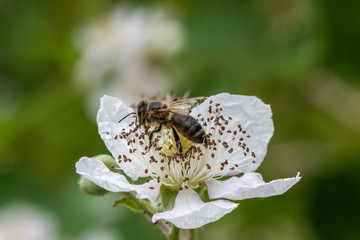 Bee on Blackberry flower.