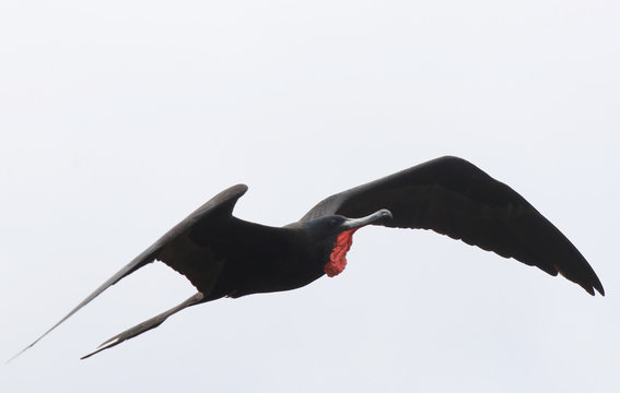 A magnificent frigate bird,Fregata magnificens, flying with his red keelsack visible