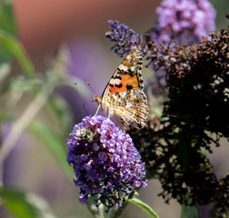 Schmetterling trinkt auf Sommerflieder