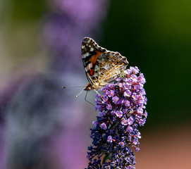 Schmetterling trinkt auf Sommerflieder