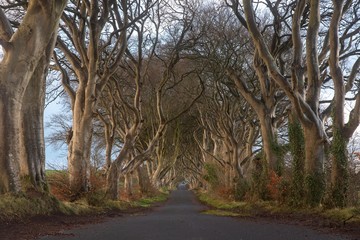 The Dark hedges in Northern Ireland shot in Game of Thrones