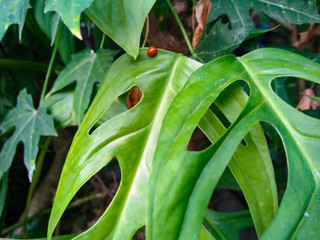 green leaf with water drops
